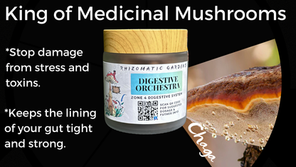 DIGESTIVE ORCHESTRA - GUT & MICROBIOME SUPPORT